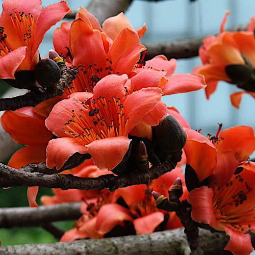 bombax tree flower