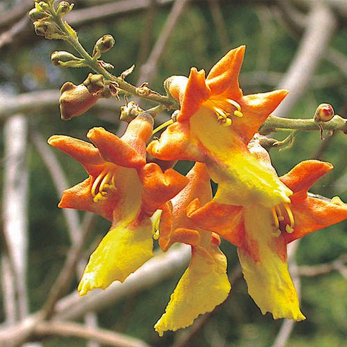 Gmelina arborea flower