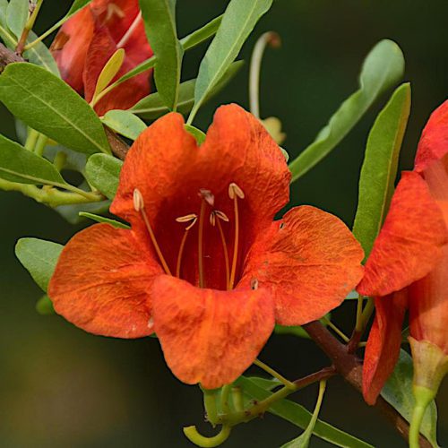 tecomella undulata flower
