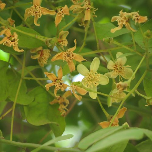 aegle marmelos flower