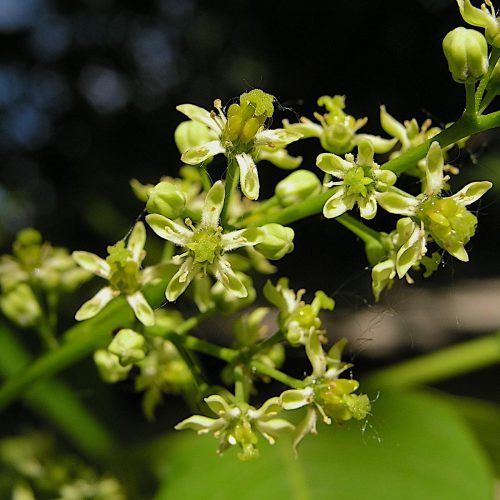 ailanthu sexcelsa flower