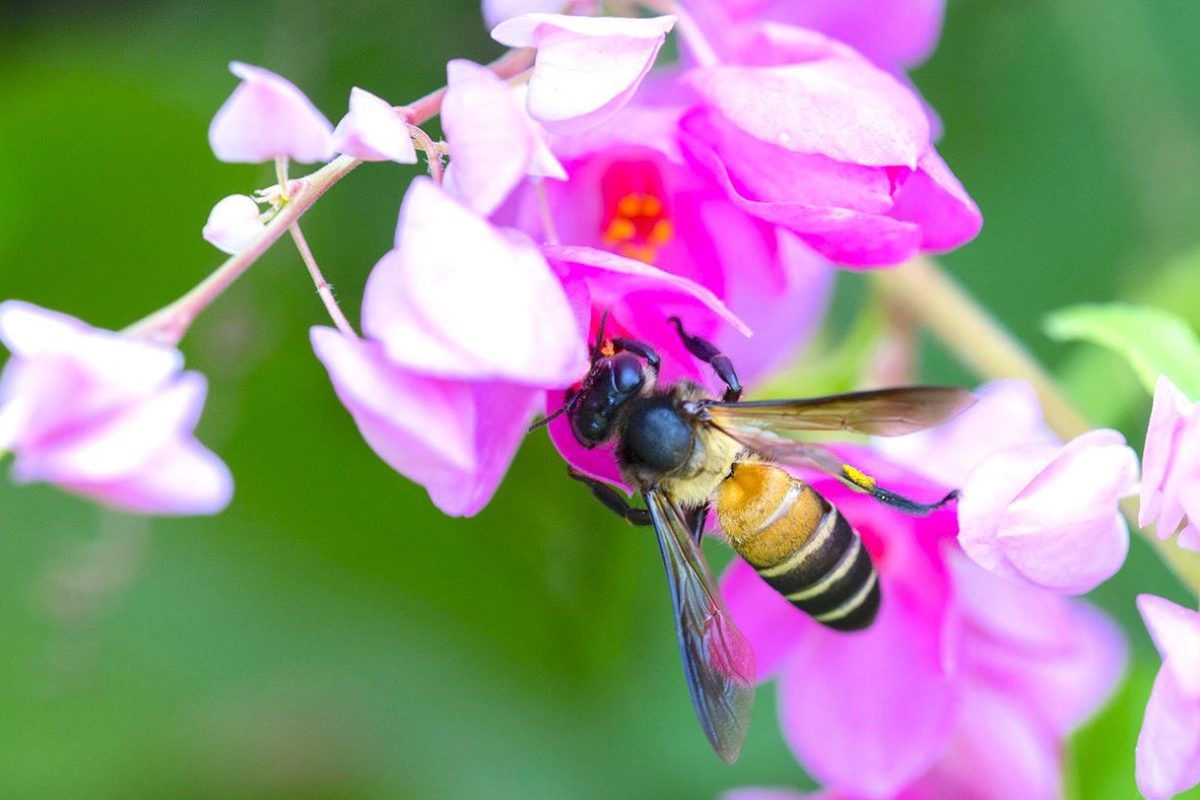Giant honey bee drinking nectar
