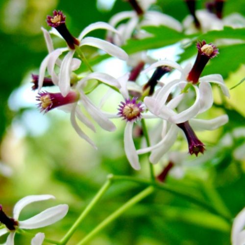 azadiracta indica flower