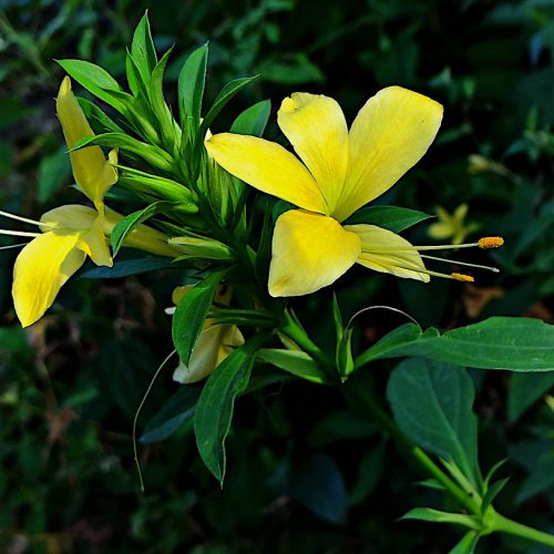 baleria prionitis flower