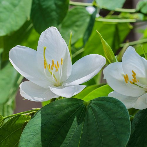 bauhinia racemosa flower