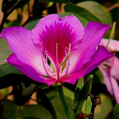 bauhinia variegata flower