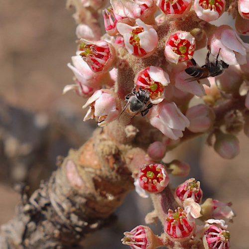boswellia serrata flower