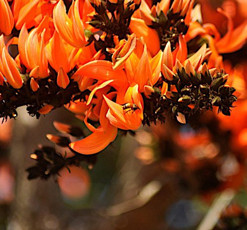 butea monosperma flower