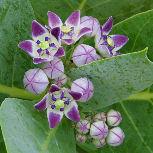 calotropis procera flower