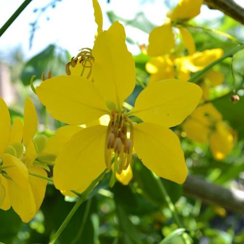 cassia fistula flower