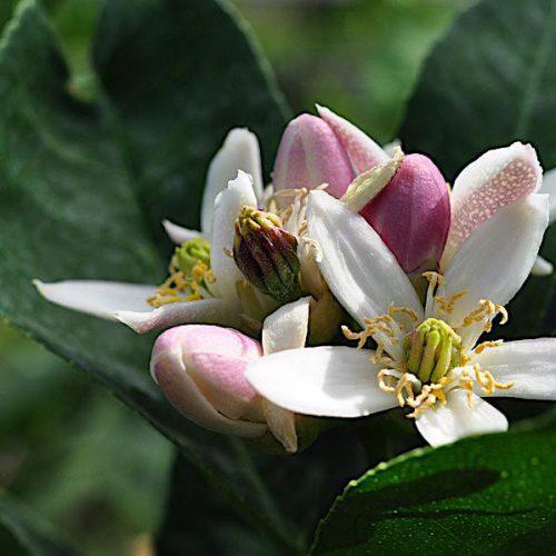 citrus medica flower