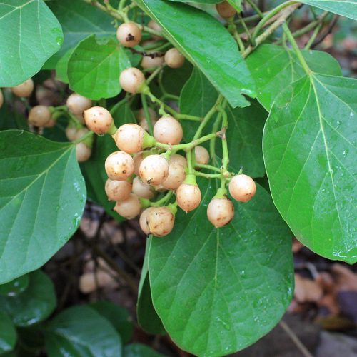 cordia myxa flower