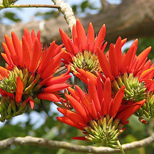 erythrina suberosa red flower
