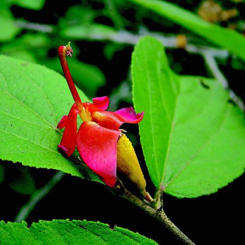 Helicteres isora flower
