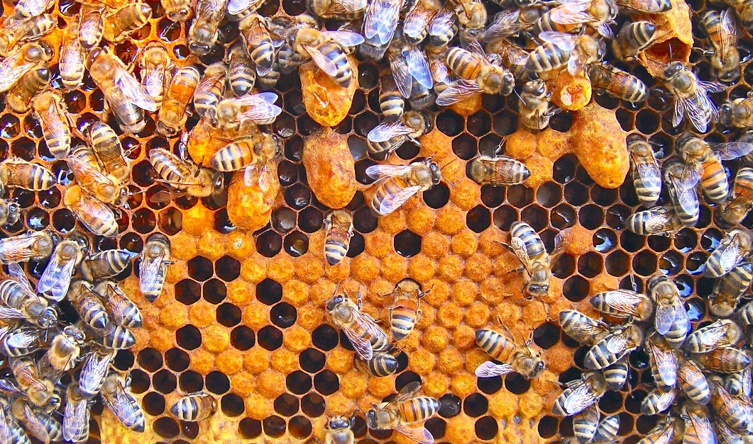Honey bees sitting on beehive