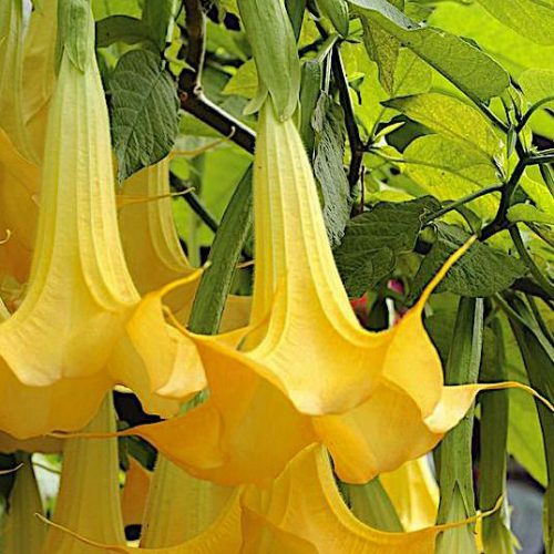 indian trumpet flower