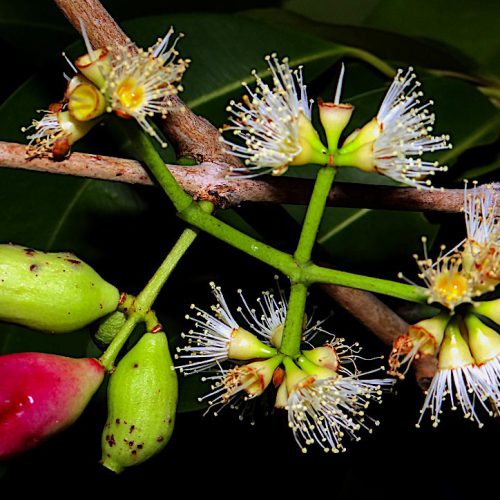 java plum flower and fruit