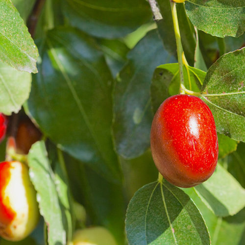 ber-fruit
