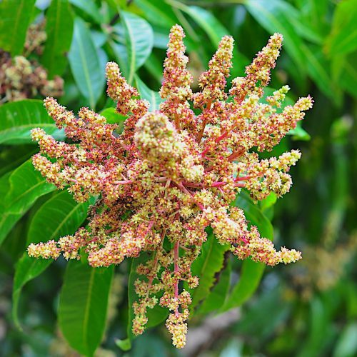 mango tree flower