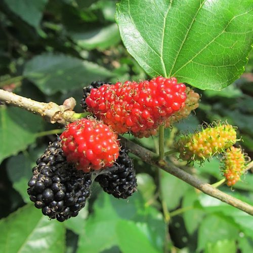 morus alba flower