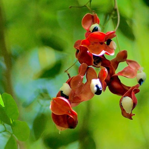 pithecellobium dulce flower