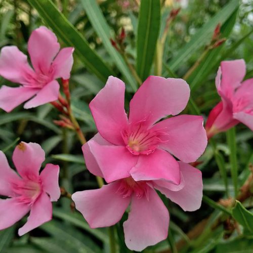 dyer oleander flower
