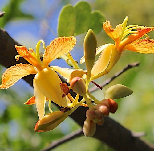 tamarind flower