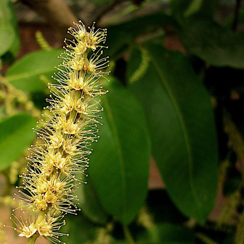 terminalia arjuna flower