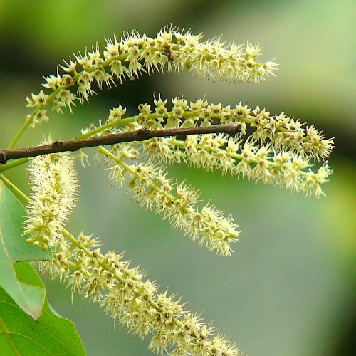 terminalia bellirica flower