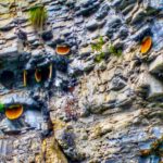 Wild beehives on the Aravalli cliffs