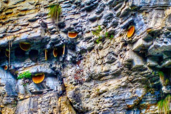 Wild beehives on the Aravalli cliffs